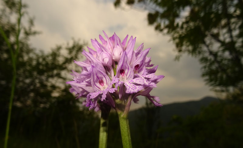 Neotinea tridentata - Cimone (TN)